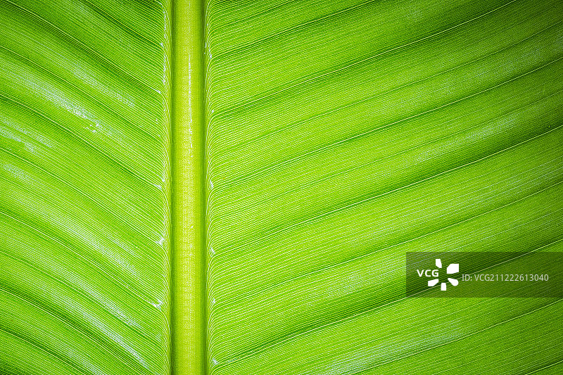 新鲜绿色的香蕉叶图片素材