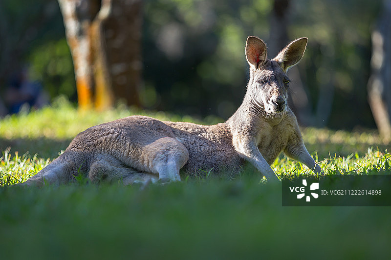 老年男人与袋鼠图片素材