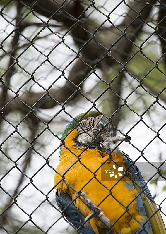 蓝黄金刚鹦鹉栖息在围栏上图片素材