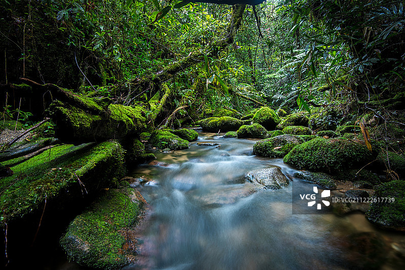 吉打州冷水苔藓森林景观，位于Gunung Bintang图片素材