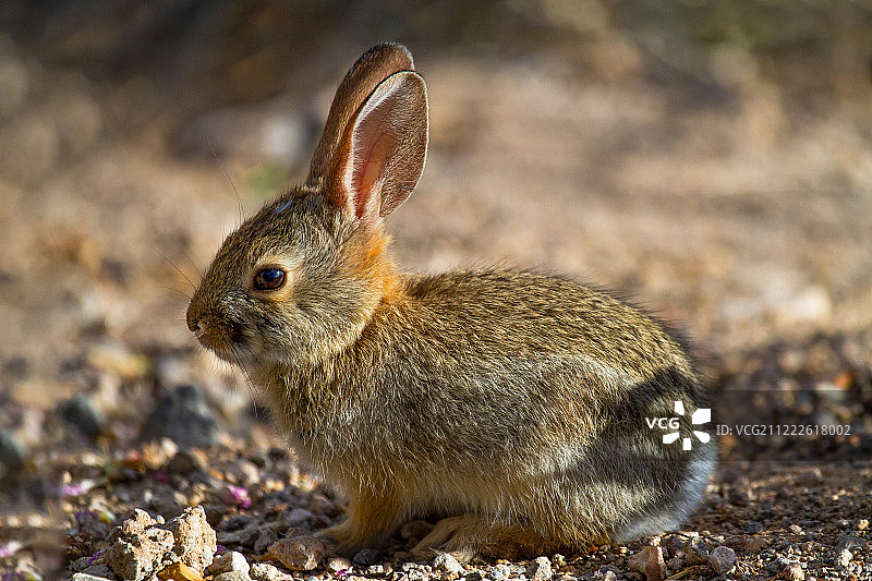 沙漠棉尾兔宝宝图片素材