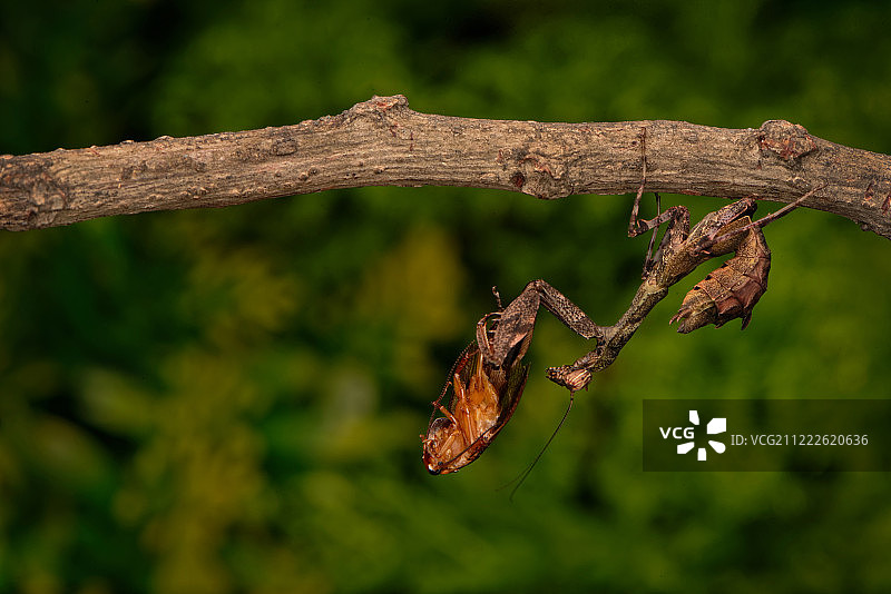 弓背螳属图片素材