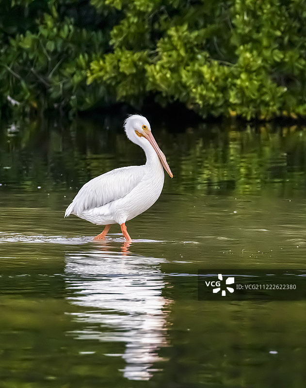 涉水白鹈鹕图片素材