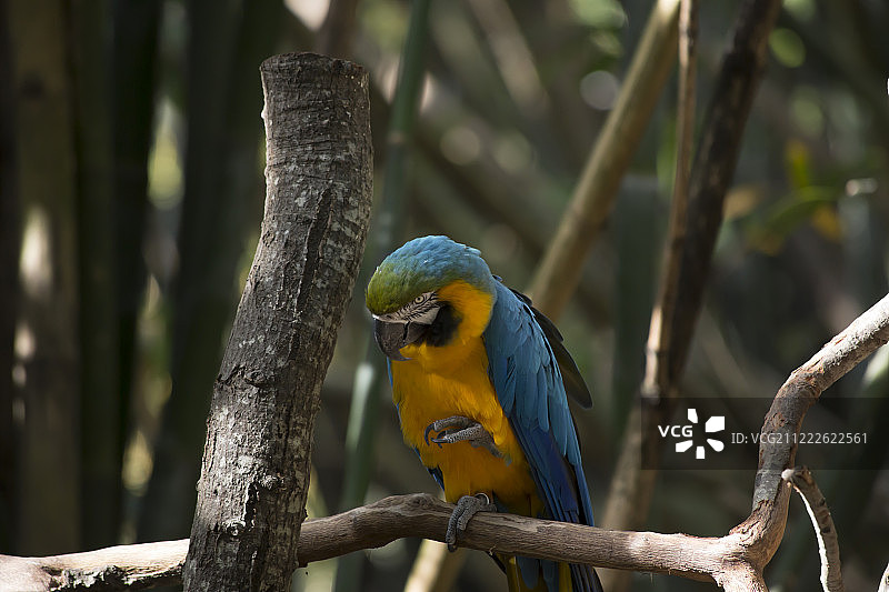 栖息在树枝上的蓝色和黄色金刚鹦鹉图片素材
