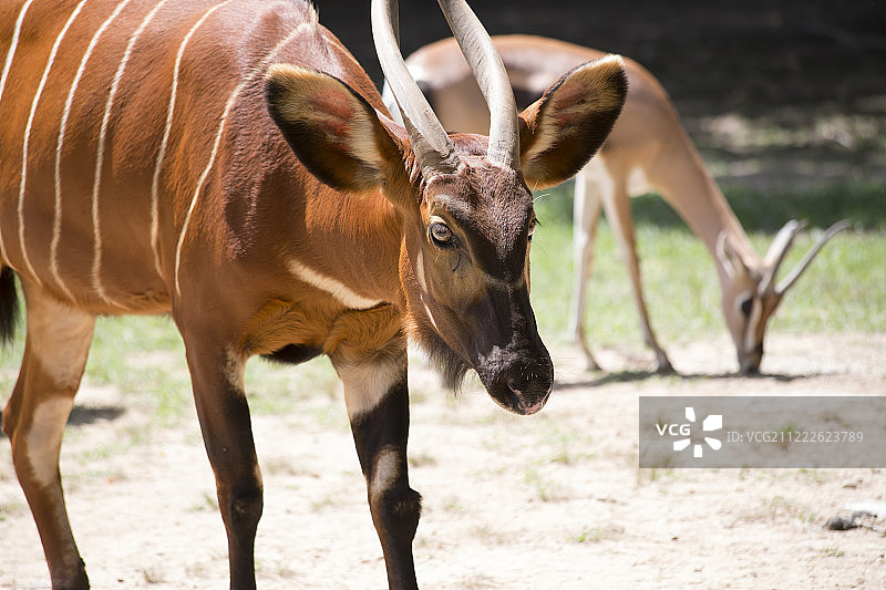 邦戈鼓与瞪羚特写图片素材