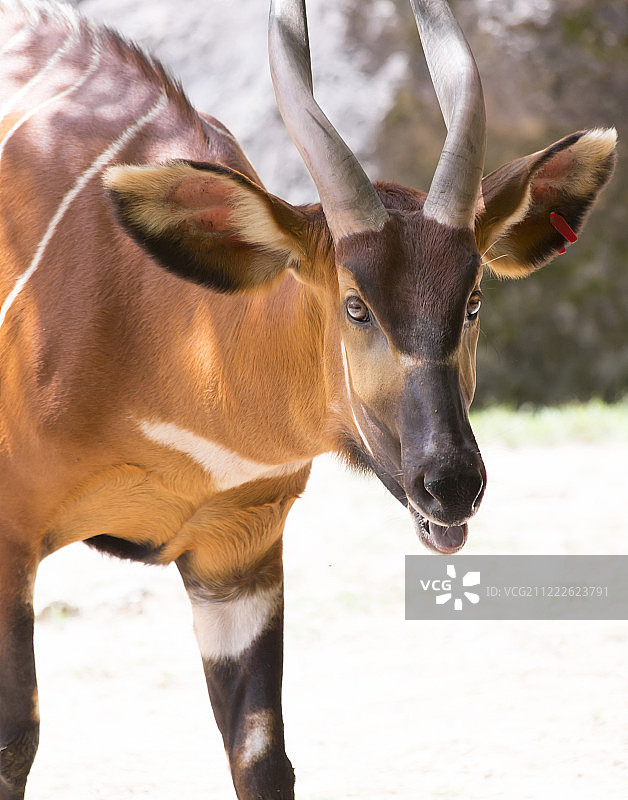 邦戈羚羊特写图片素材