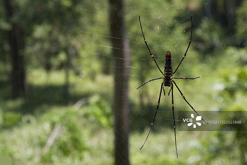 金色球体蜘蛛图片素材