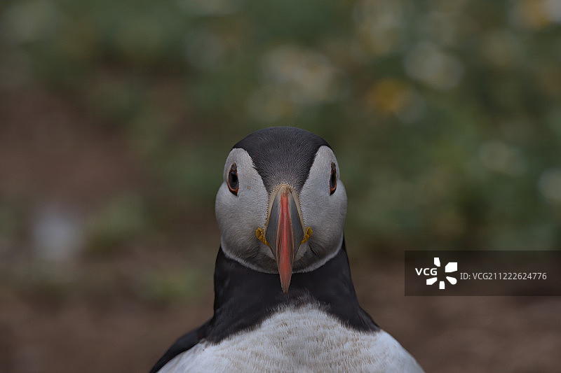 大西洋海鹦图片素材