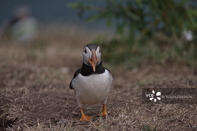 大西洋海雀图片素材
