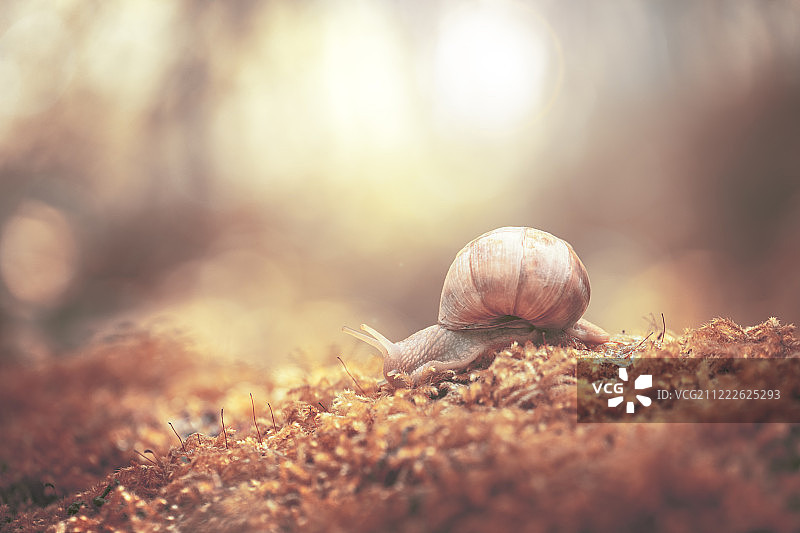 温暖的蜗牛图片素材