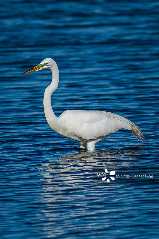 绿眼先的苍鹭图片素材