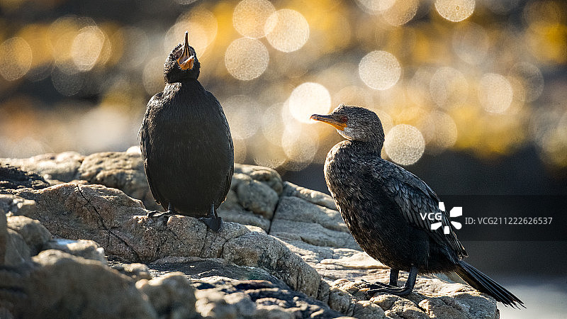 海角鸬鹚图片素材