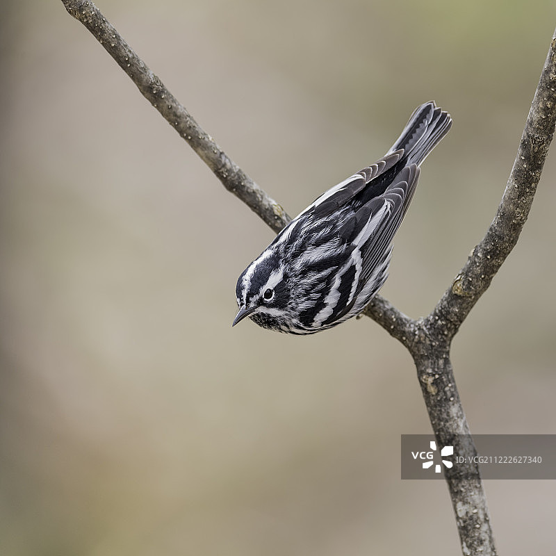 黑白森莺图片素材