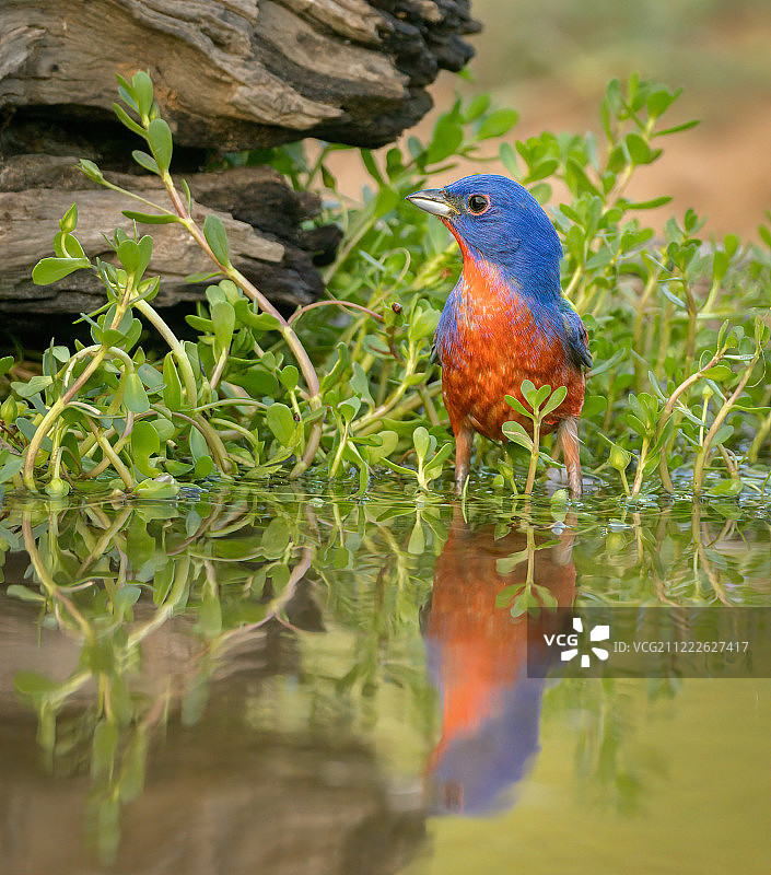 彩绘鹀在他最喜欢的水坑边图片素材