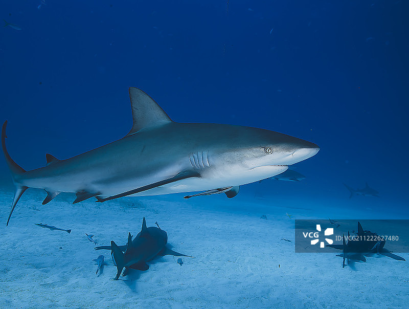 鲨鱼图片素材