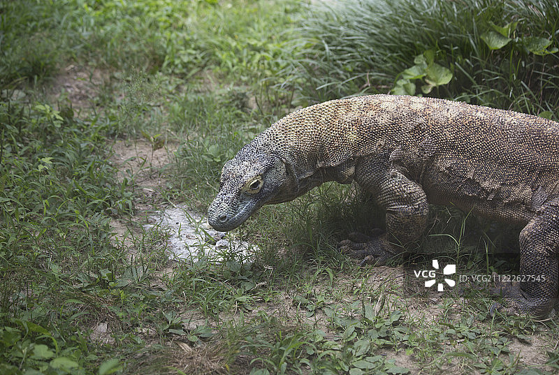 科莫多巨蜥特写图片素材