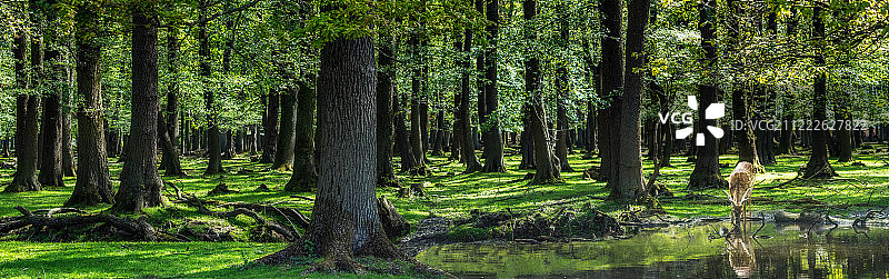 有鹿的森林全景图片素材