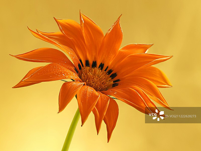 乐观的图片素材