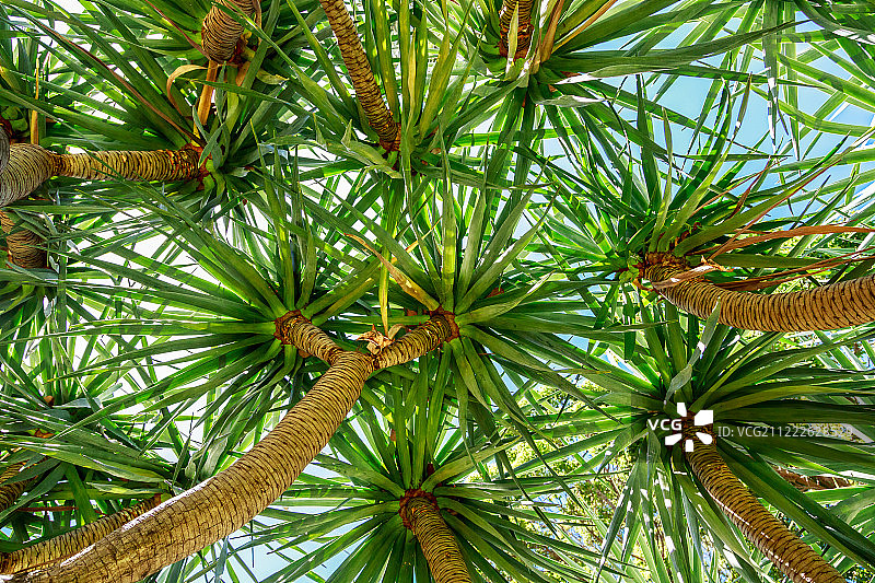 龙血树图片素材