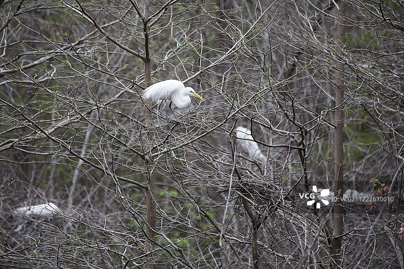 大白鹭守护着附近的鸟巢图片素材