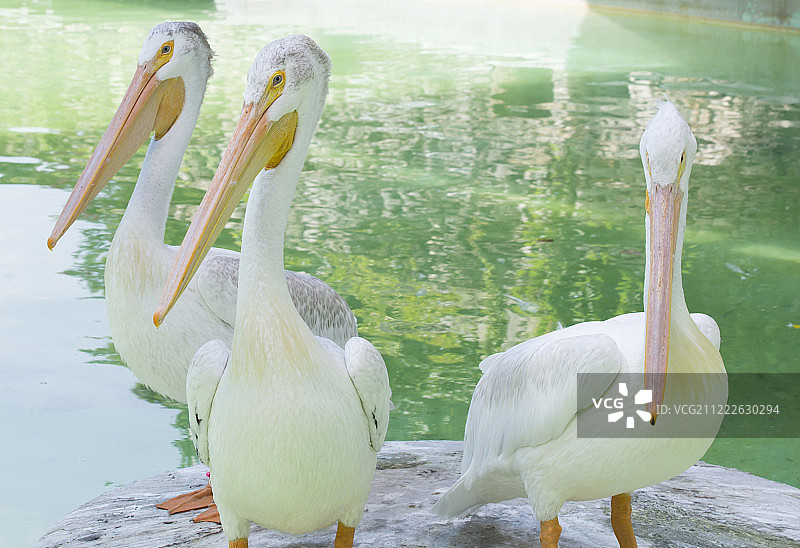 三只站在水边平台上的美洲白鹈鹕图片素材