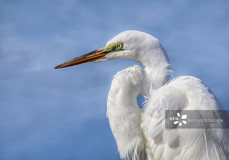 大白鹭侧影图片素材
