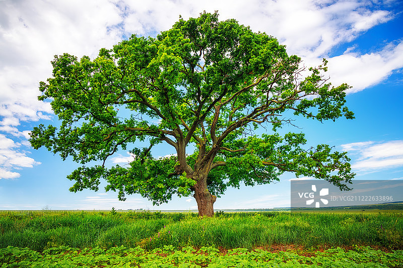 田野中的树和天空中的云彩图片素材