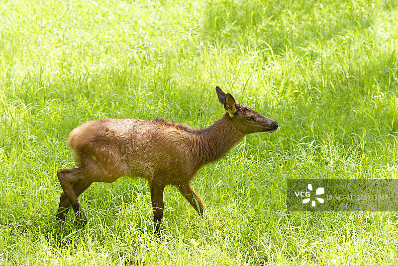 红鹿奔跑在满是鹿蜱的田野里图片素材