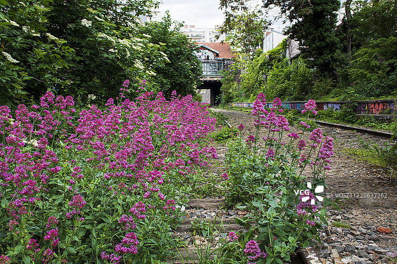 盛开的巴黎小环线图片素材
