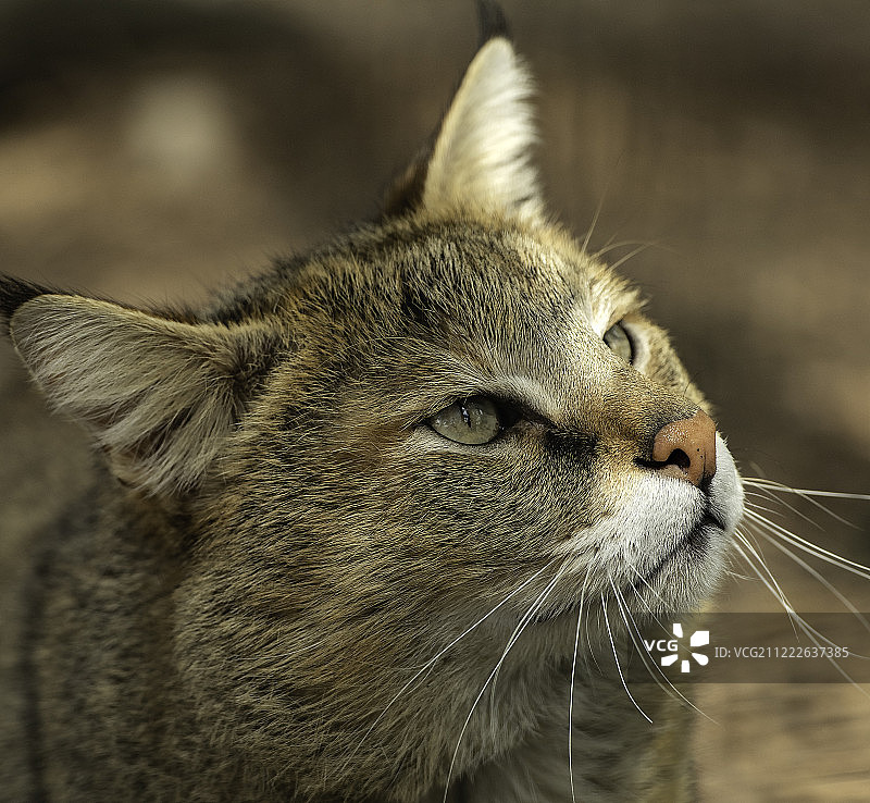 丛林猫咪系列图片素材