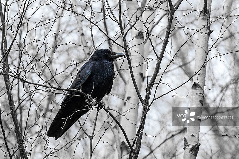 小嘴乌鸦图片素材