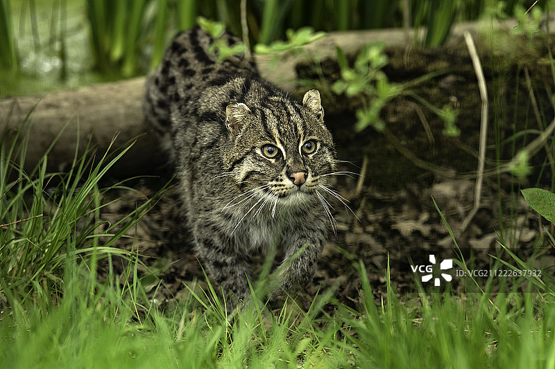 钓鱼猫图片素材