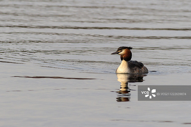 凤头䴙䴘图片素材
