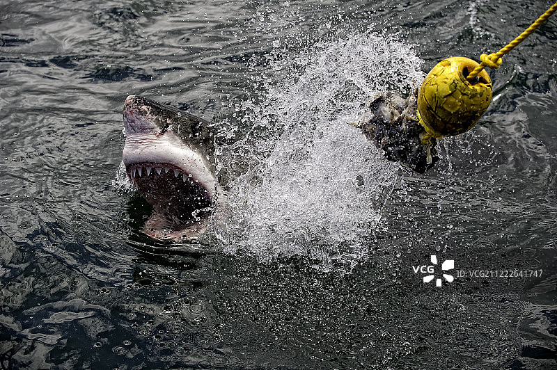 它们咬人图片素材