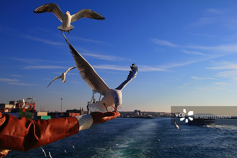 飞鸟景观图片素材