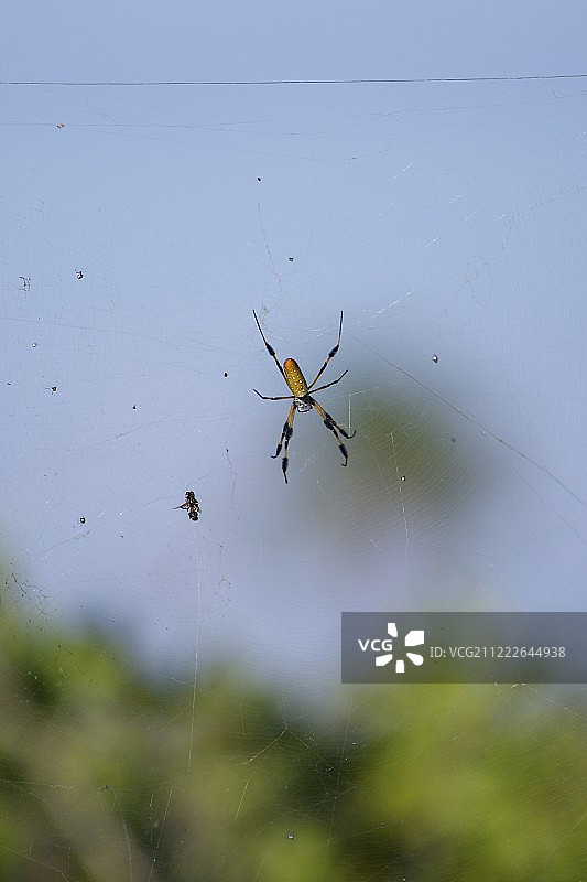 香蕉蜘蛛图片素材