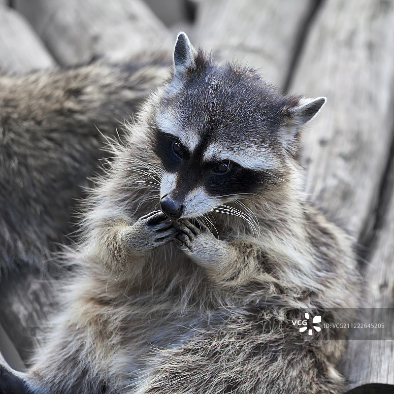 我的天啊！图片素材