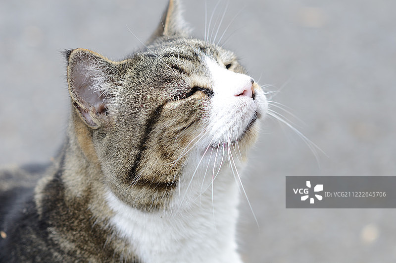 需要关爱的猫咪图片素材