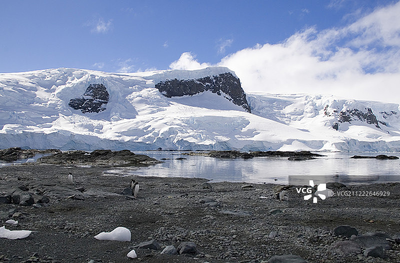 巴布亚企鹅在冰山附近图片素材