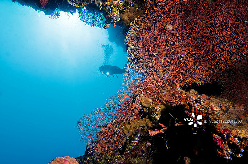 潜水员与海扇图片素材