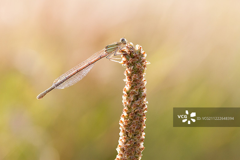 白腿豆娘图片素材