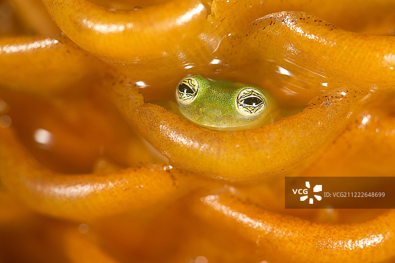 玻璃蛙图片素材