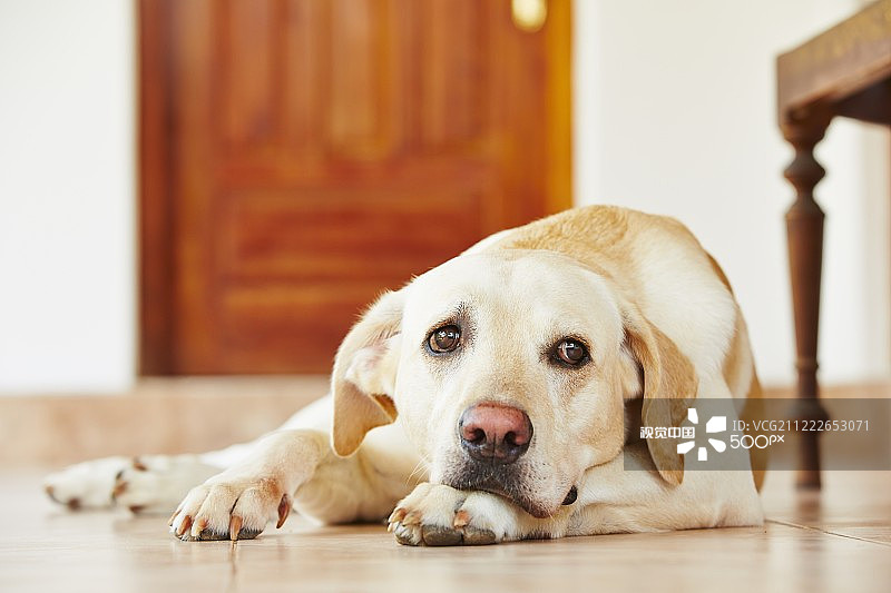 家里的狗图片素材