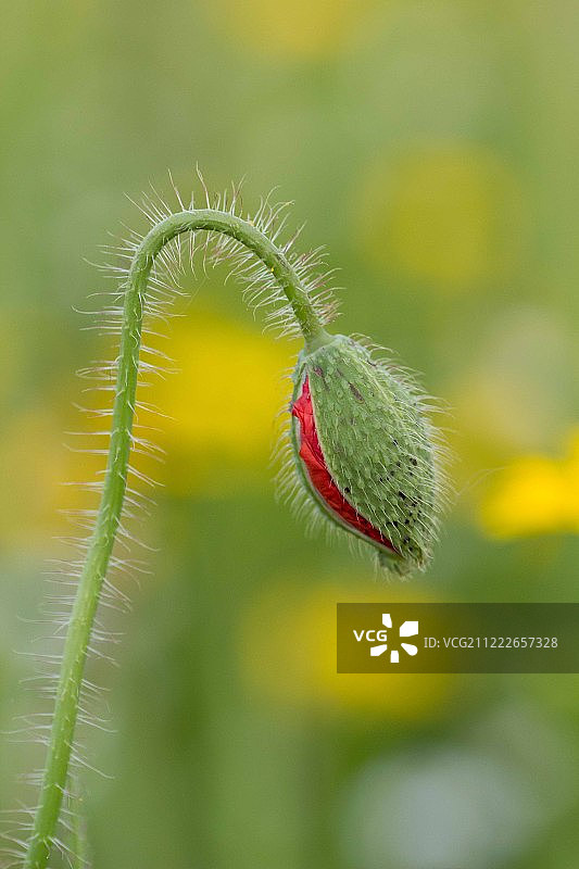 罂粟花图片素材