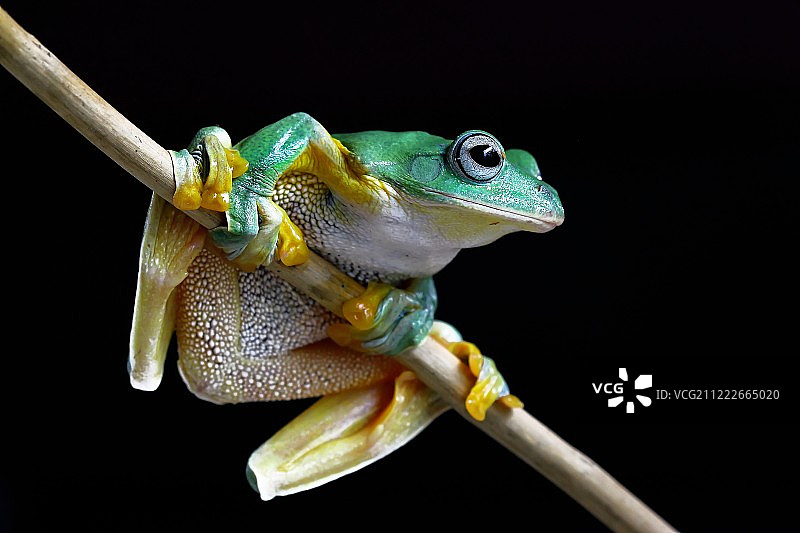 栖息在树枝上的飞蛙图片素材