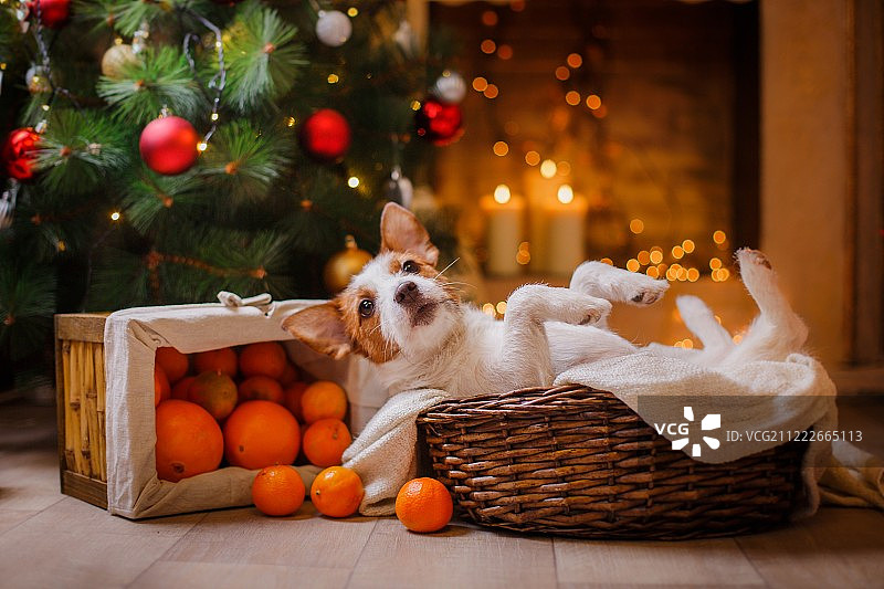 圣诞节主题的杰克罗素梗犬图片素材
