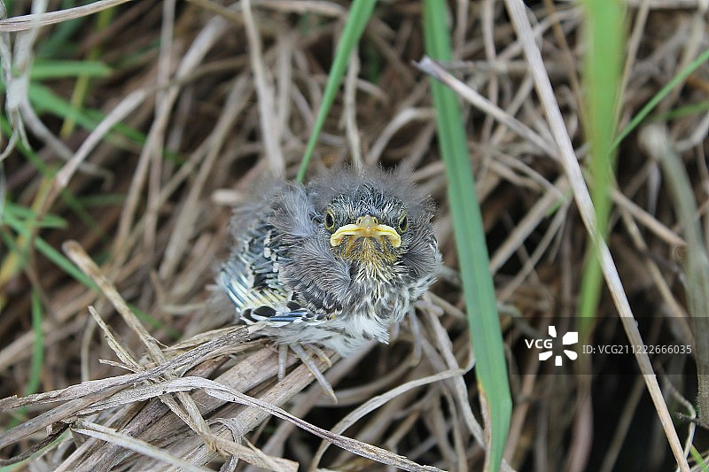 愤怒的小鸟图片素材