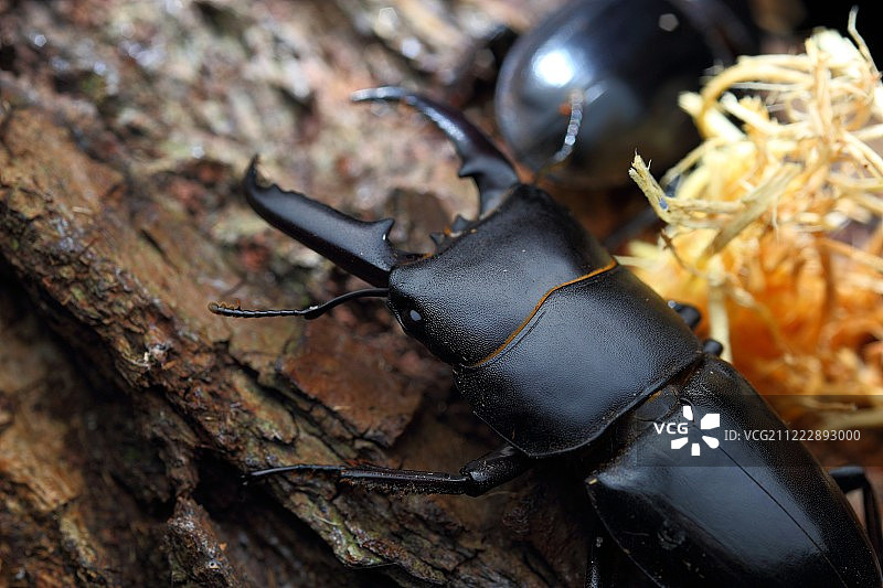 特写独角仙图片素材