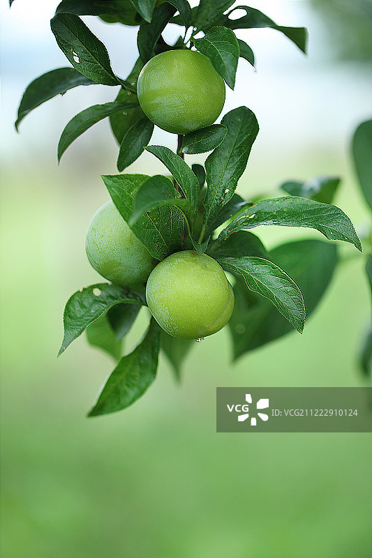 绿意盎然的李图片素材