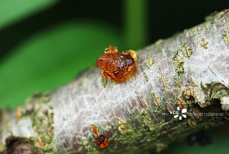 桃花分泌物图片素材